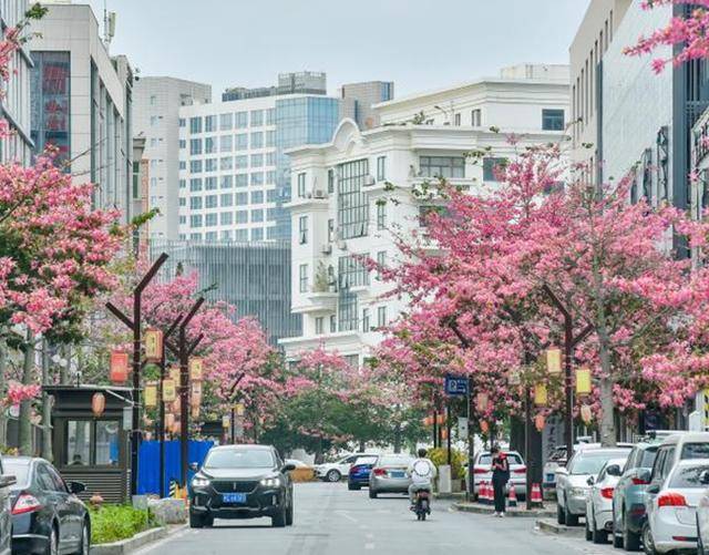 晉江市林業(yè)和園林綠化局：在“晉江經(jīng)驗(yàn)”指導(dǎo)下創(chuàng)新風(fēng)景園林保護(hù)治理模式:園林綠化
